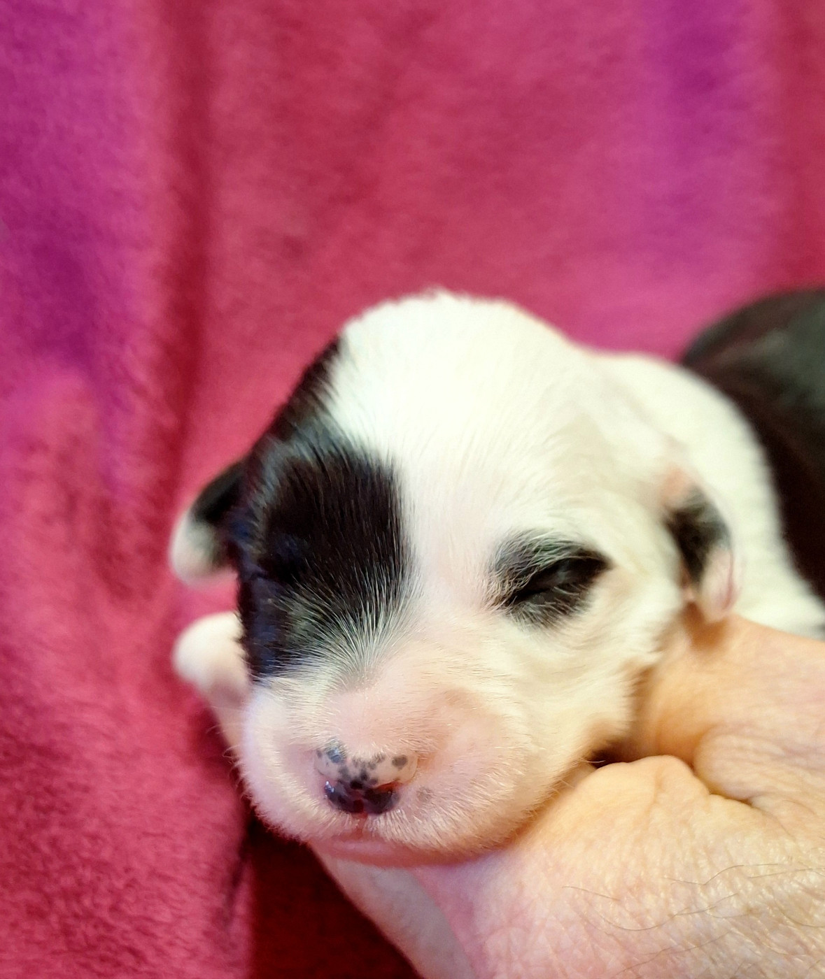 Des Terres De Vendelogne - Chiots disponibles - Bobtail