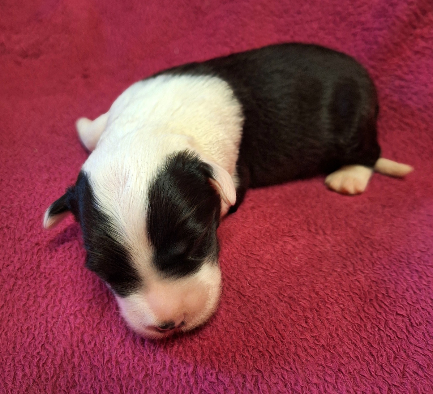 Des Terres De Vendelogne - Chiots disponibles - Bobtail