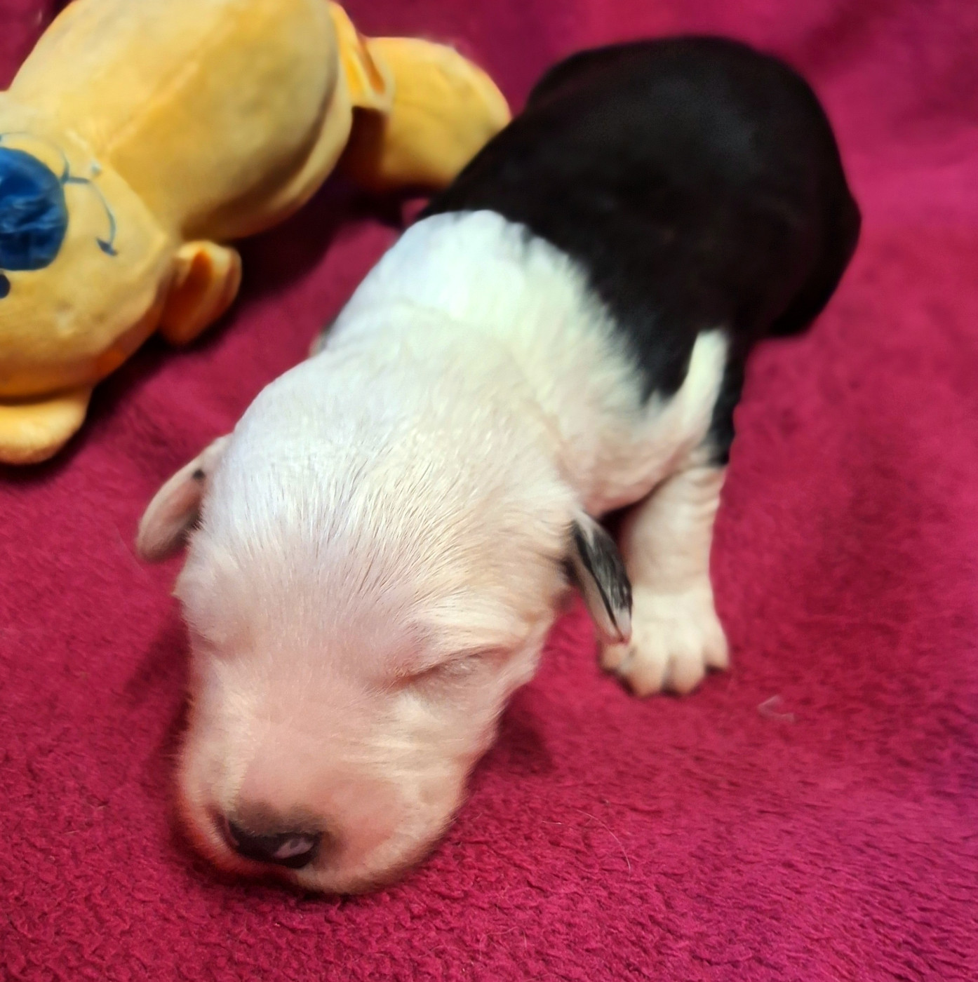 Des Terres De Vendelogne - Chiots disponibles - Bobtail