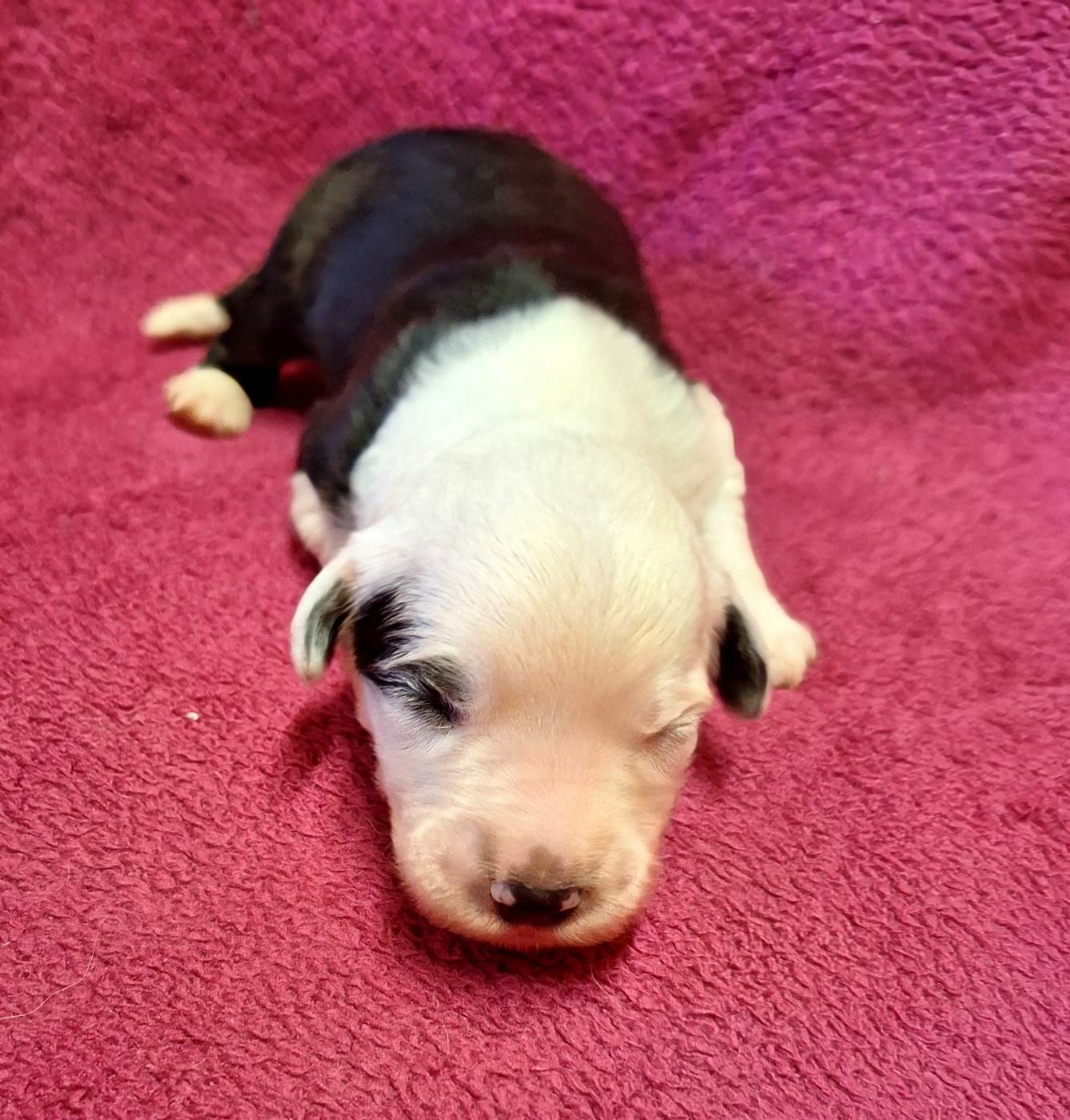 Des Terres De Vendelogne - Chiots disponibles - Bobtail