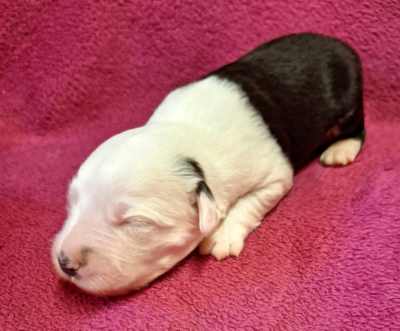 Des Terres De Vendelogne - Chiots disponibles - Bobtail