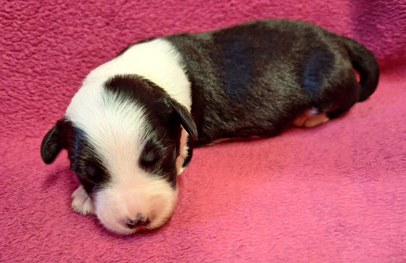 Des Terres De Vendelogne - Chiots disponibles - Bobtail
