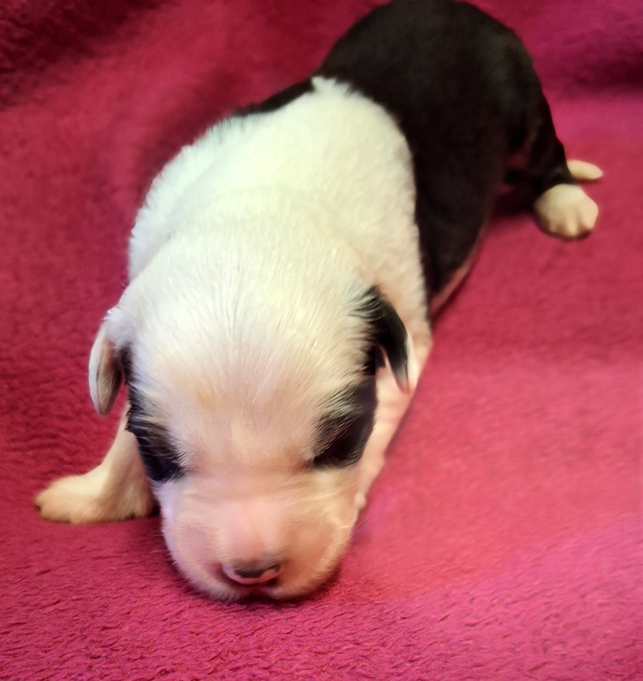 Des Terres De Vendelogne - Chiots disponibles - Bobtail