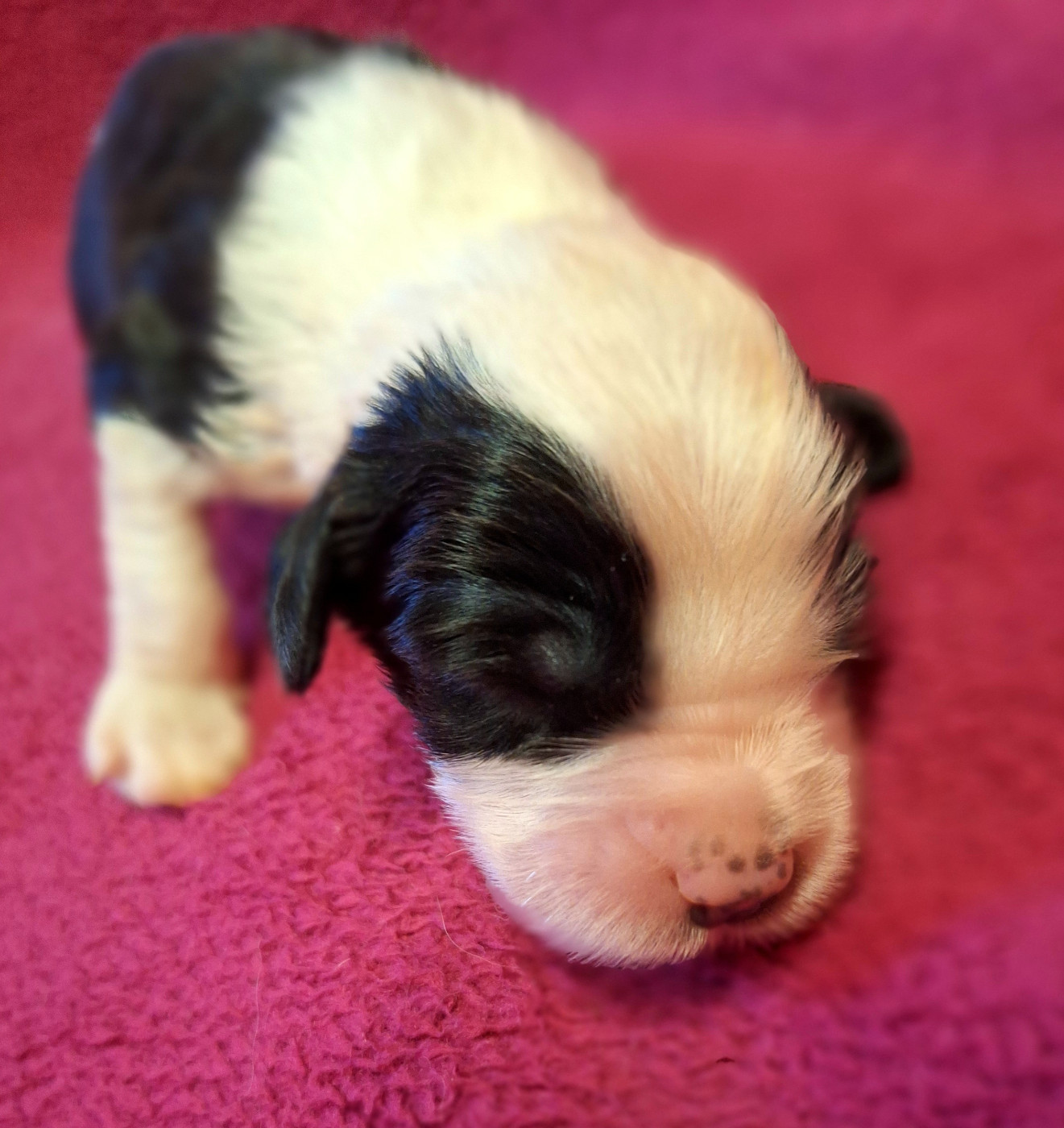 Des Terres De Vendelogne - Chiots disponibles - Bobtail