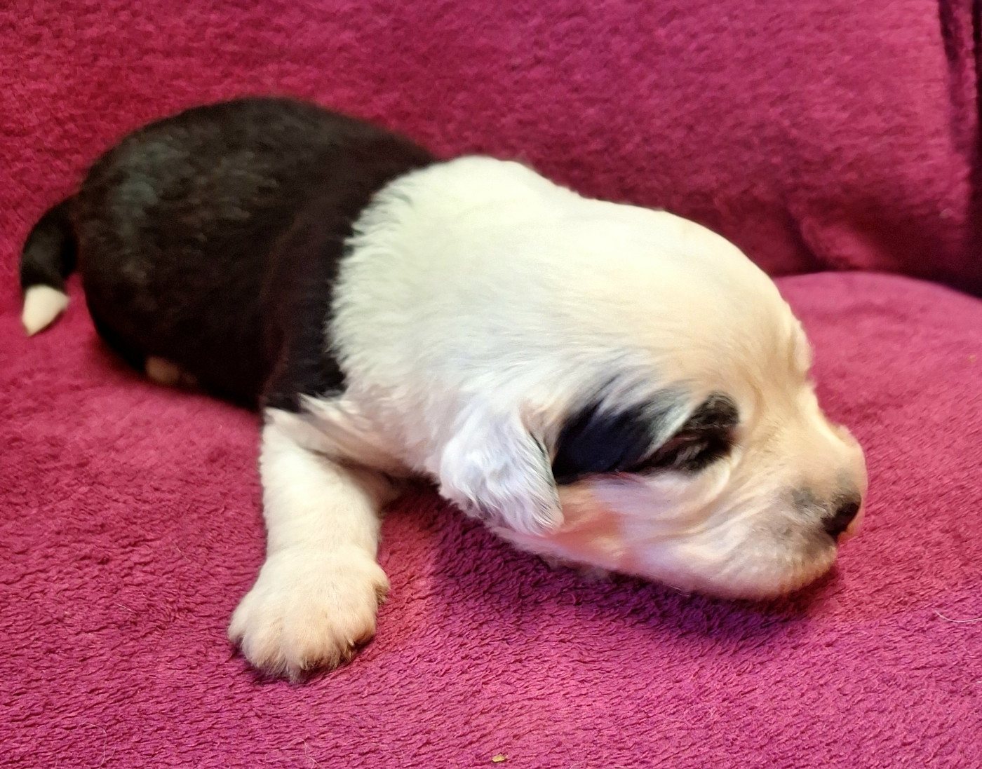 Des Terres De Vendelogne - Chiots disponibles - Bobtail