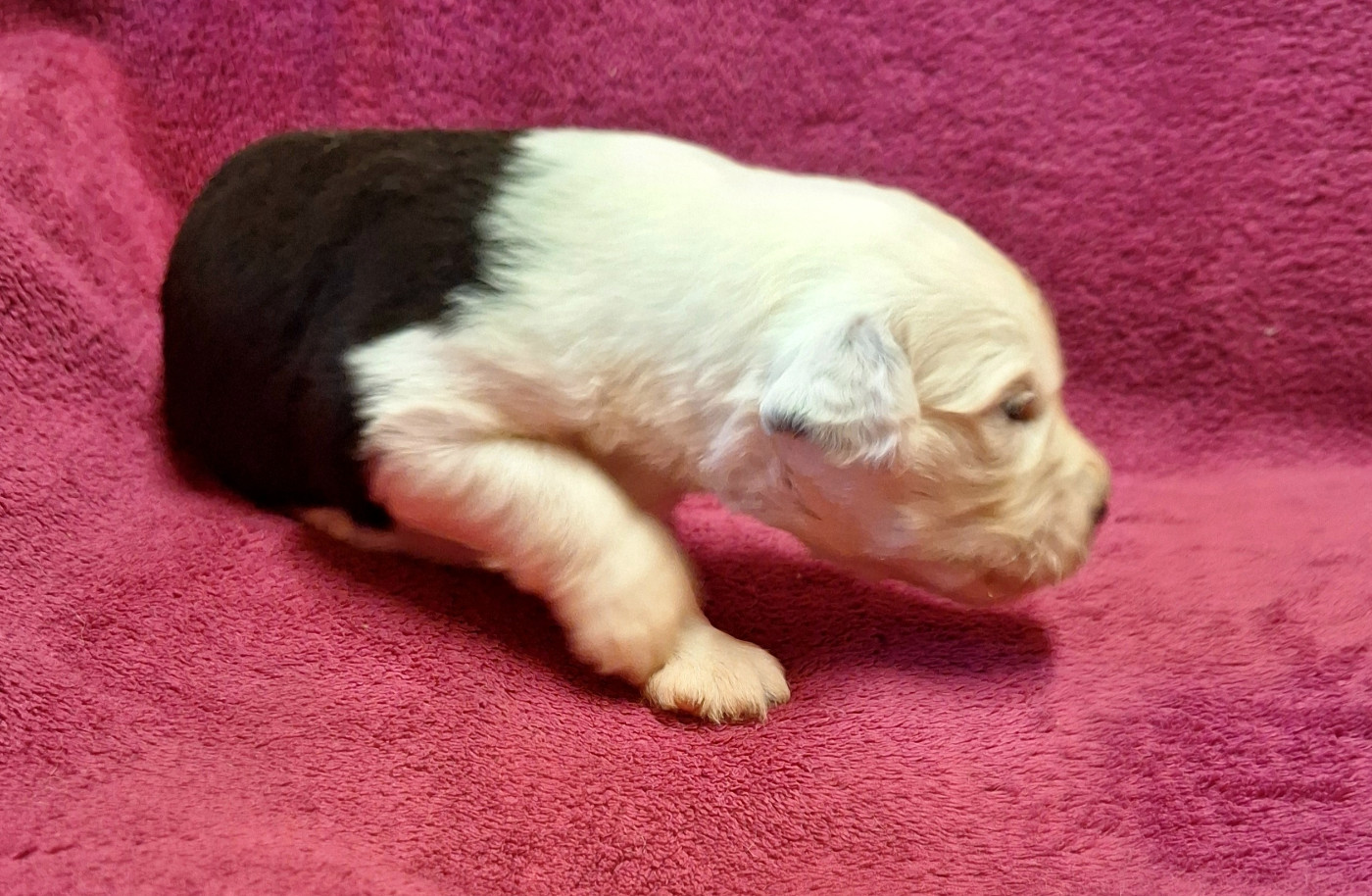 Des Terres De Vendelogne - Chiots disponibles - Bobtail
