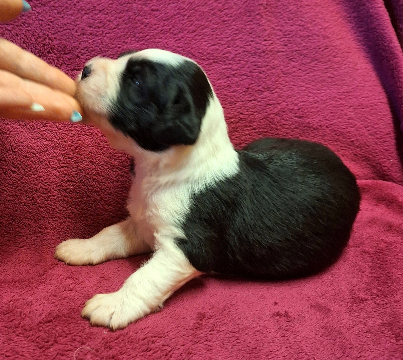 Des Terres De Vendelogne - Chiots disponibles - Bobtail