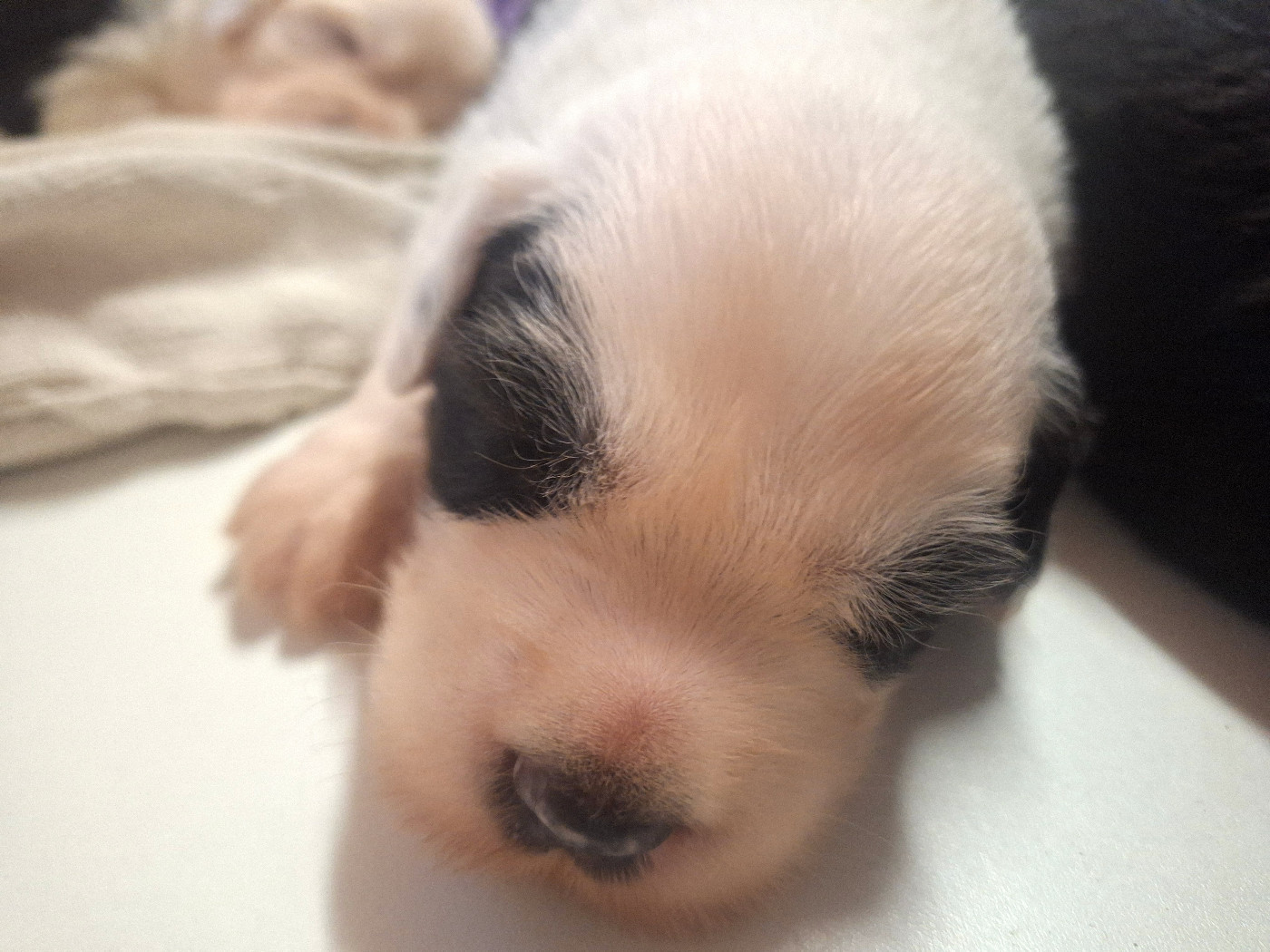 Des Terres De Vendelogne - Chiots disponibles - Bobtail
