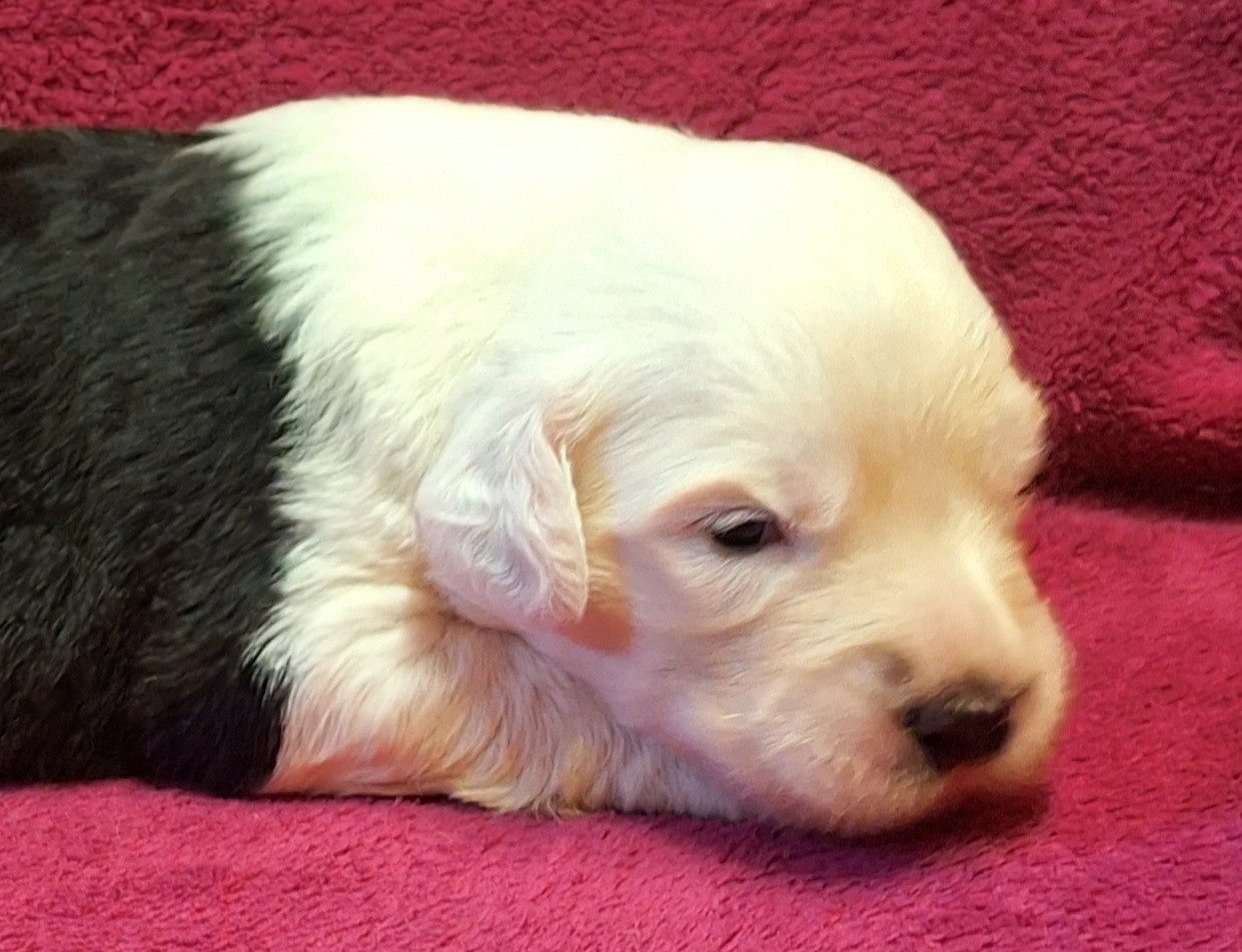 Des Terres De Vendelogne - Chiots disponibles - Bobtail