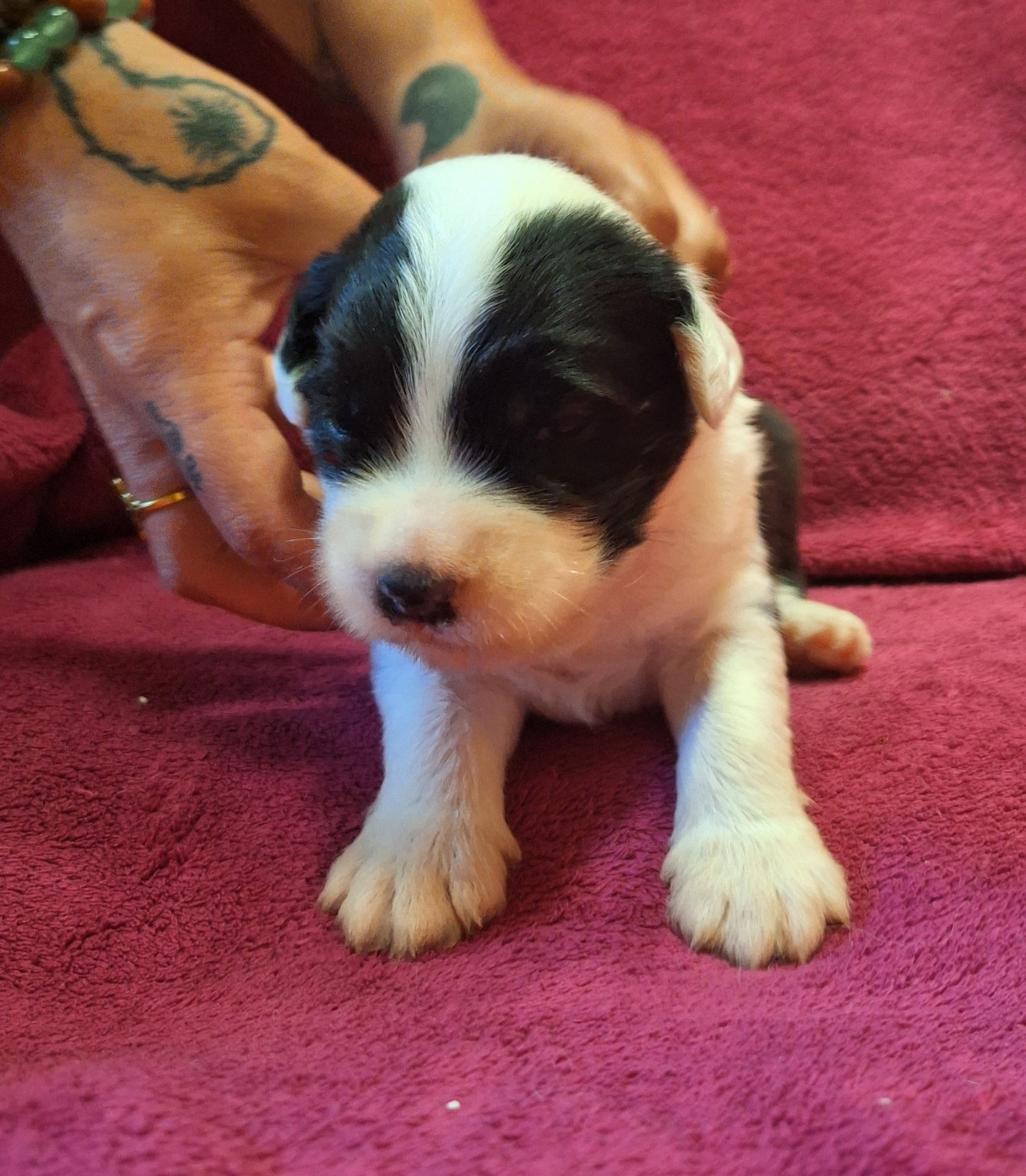 Des Terres De Vendelogne - Chiots disponibles - Bobtail