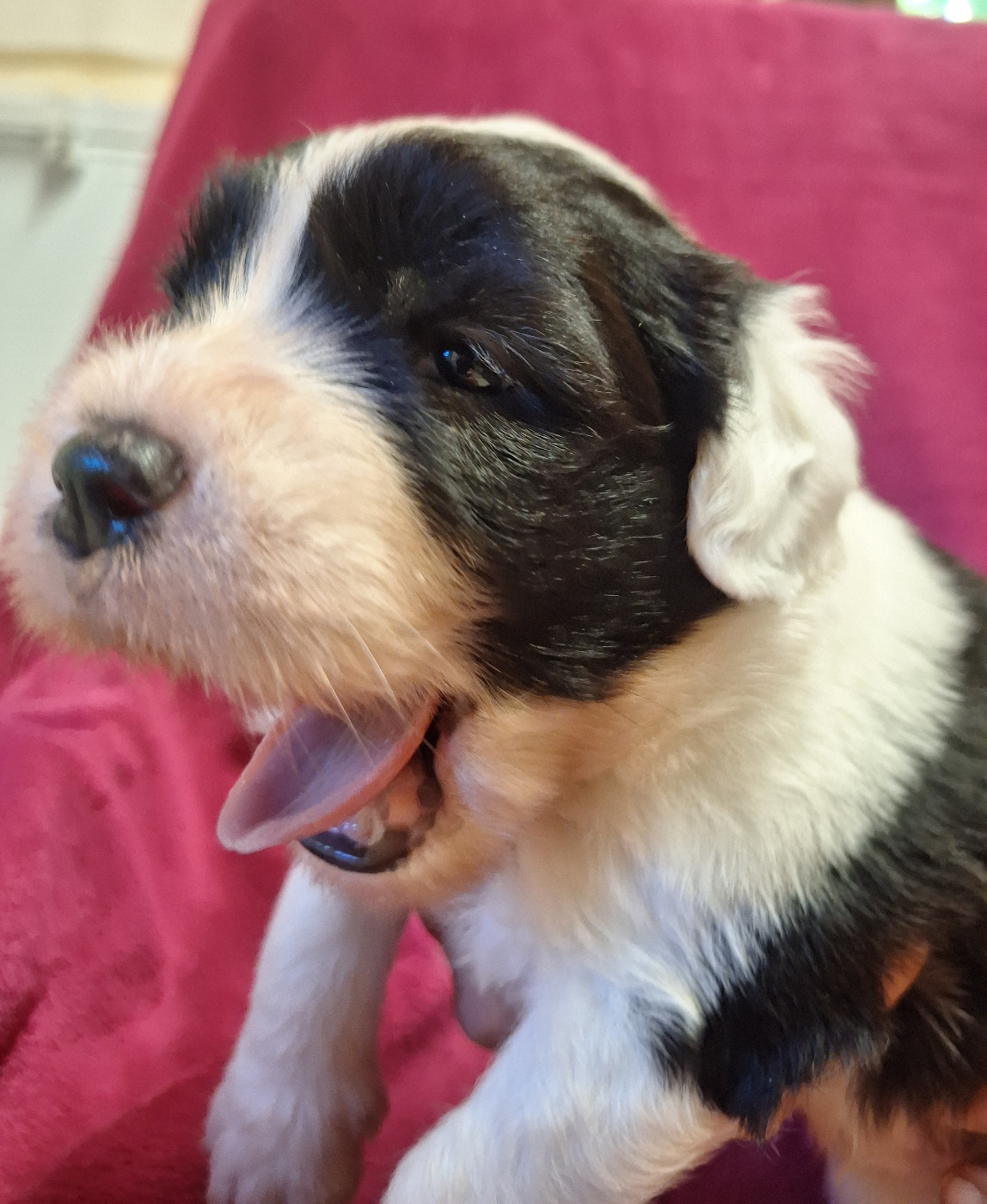 Des Terres De Vendelogne - Chiots disponibles - Bobtail