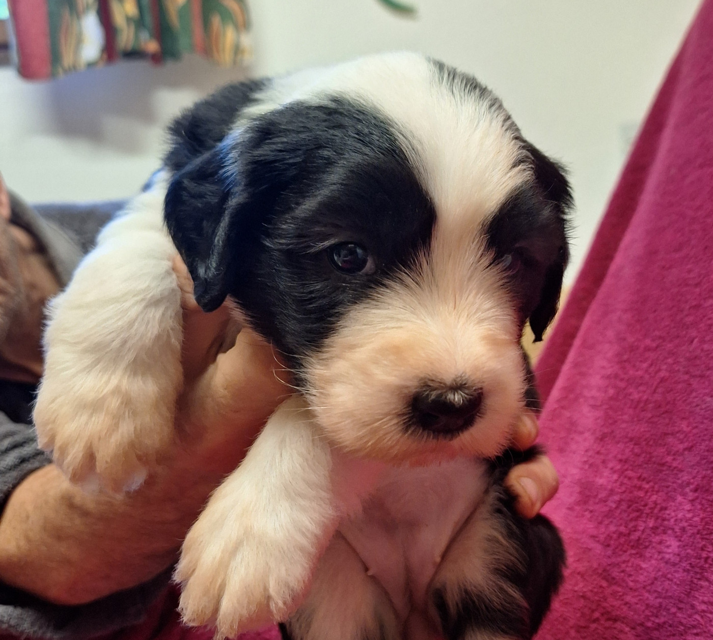 Des Terres De Vendelogne - Chiots disponibles - Bobtail