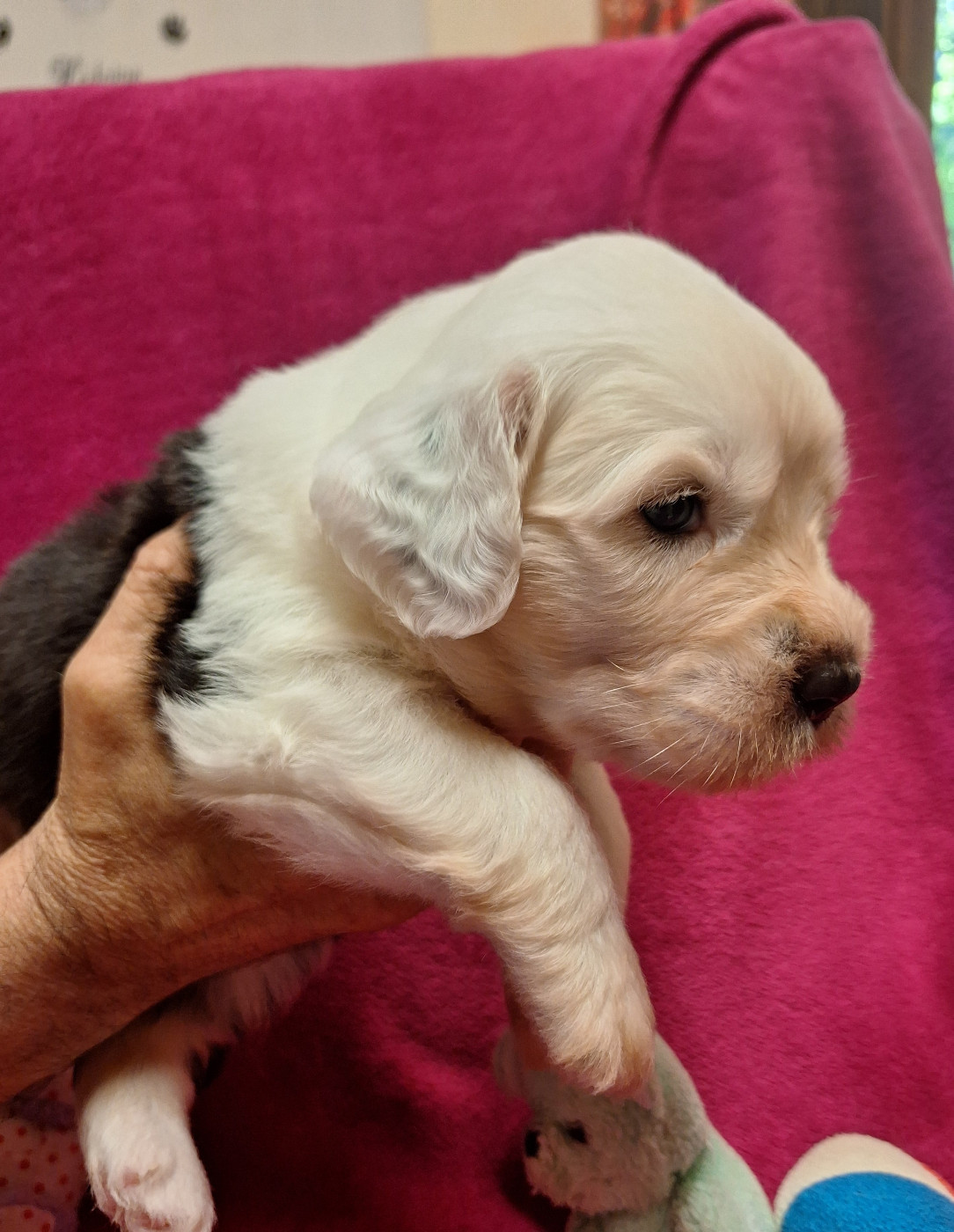 Des Terres De Vendelogne - Chiots disponibles - Bobtail