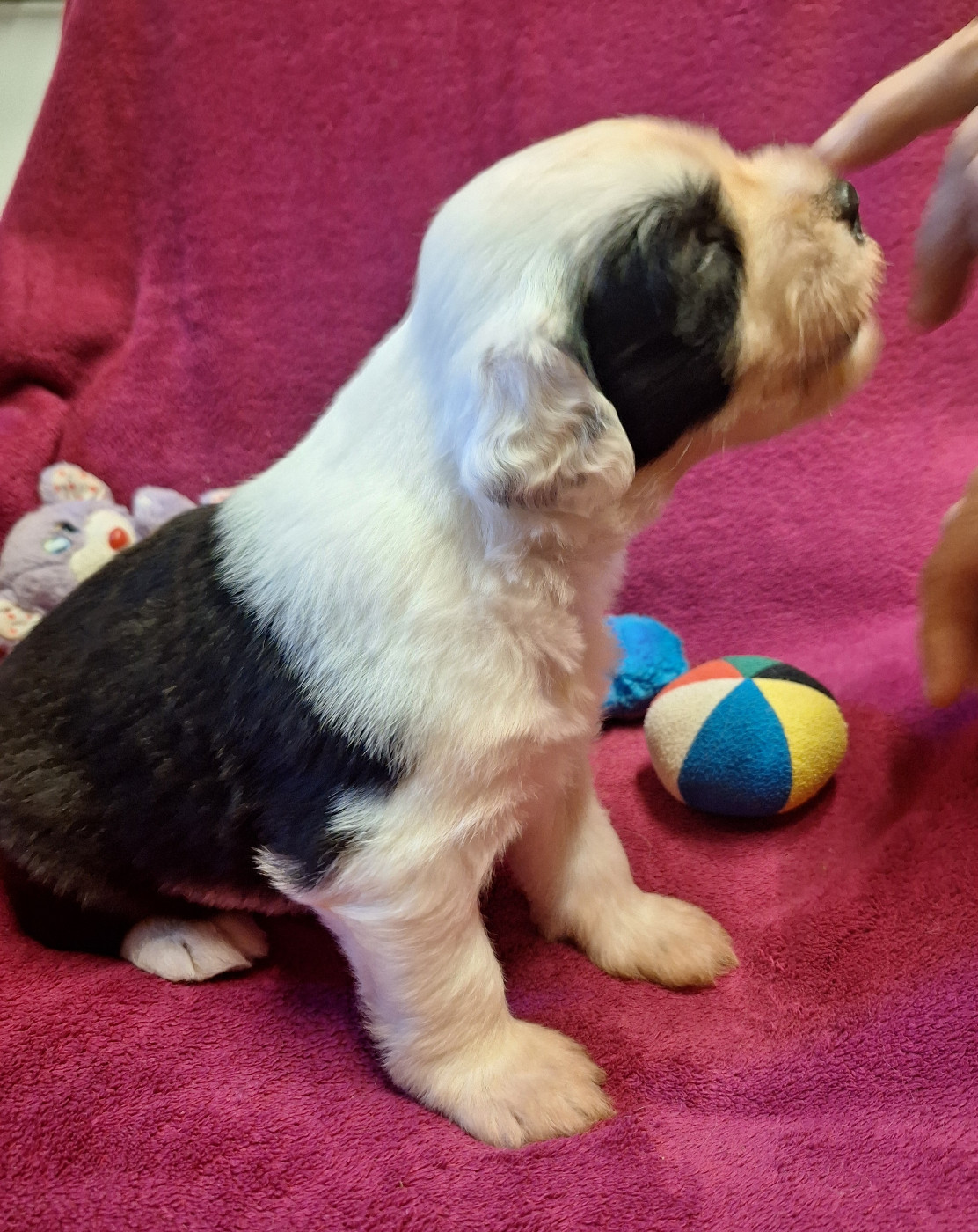 Des Terres De Vendelogne - Chiots disponibles - Bobtail