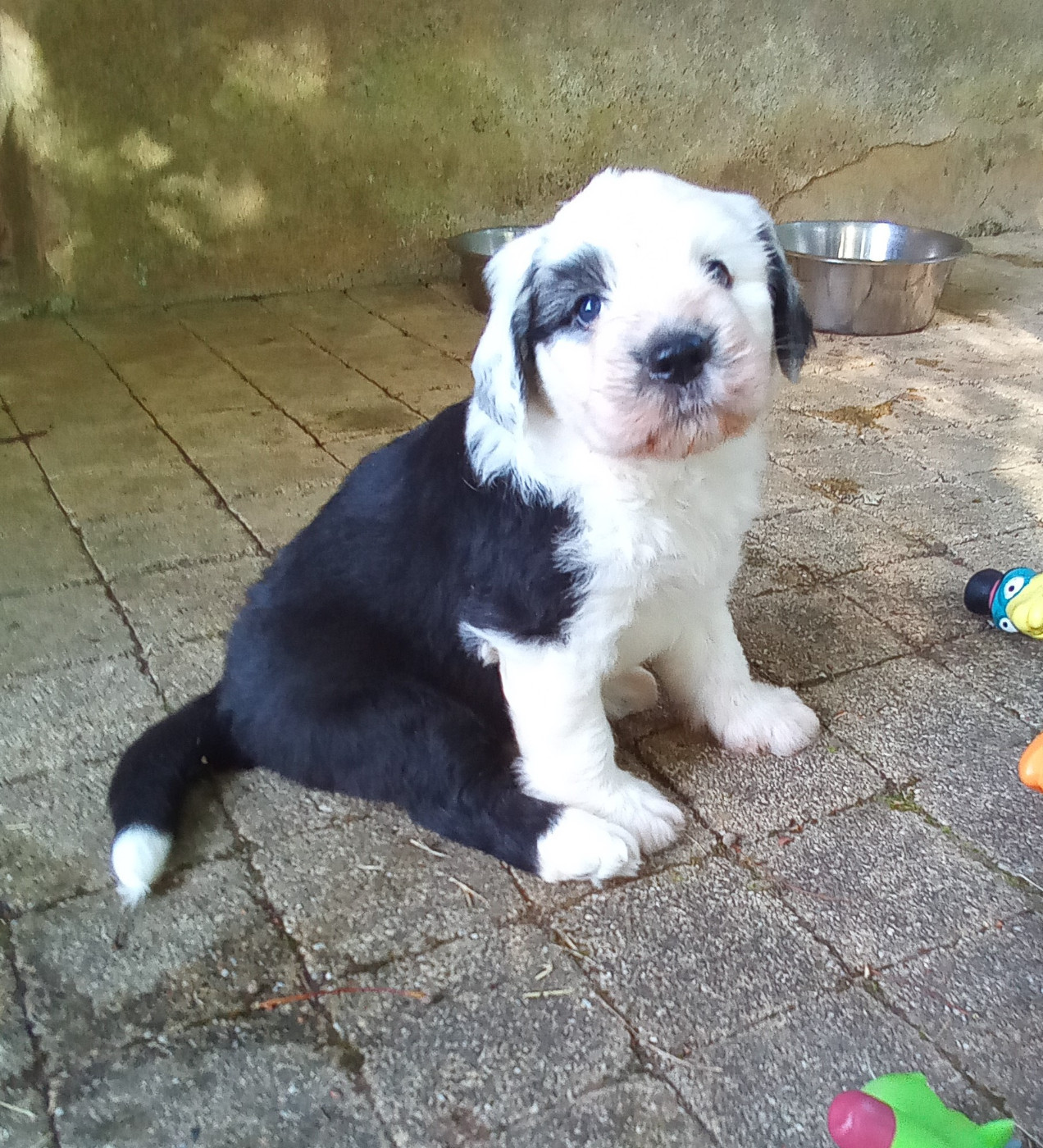 Des Terres De Vendelogne - Chiots disponibles - Bobtail