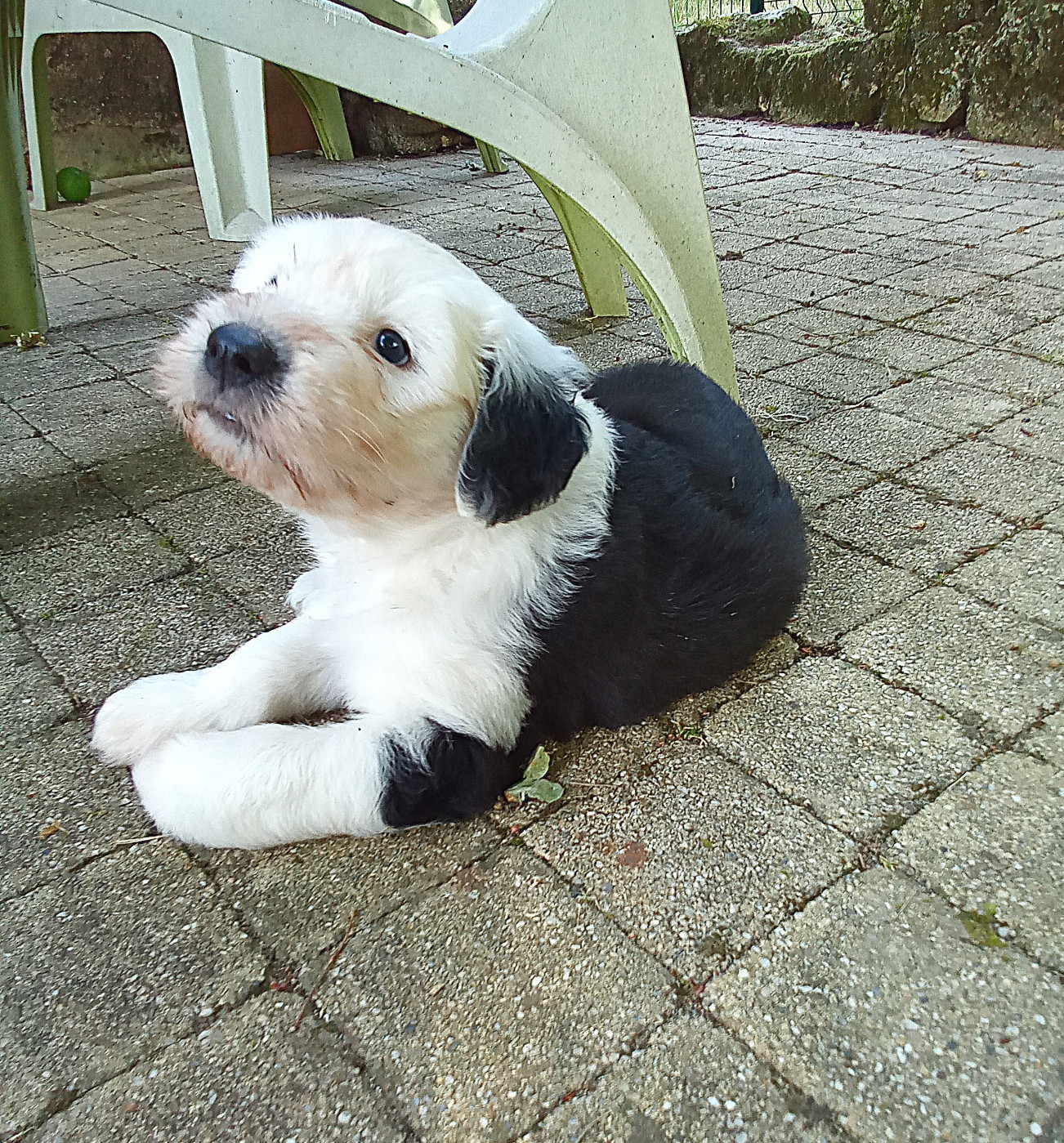 Des Terres De Vendelogne - Chiots disponibles - Bobtail